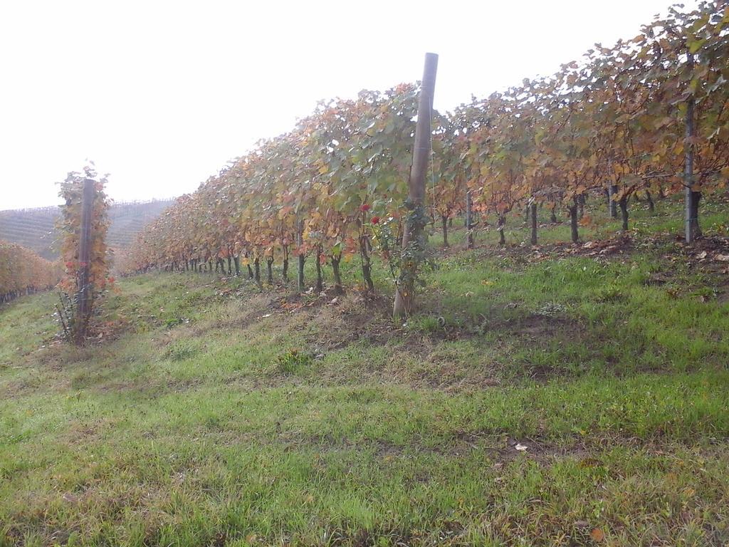 バローロ Agriturismo Il Ciabotヴィラ エクステリア 写真